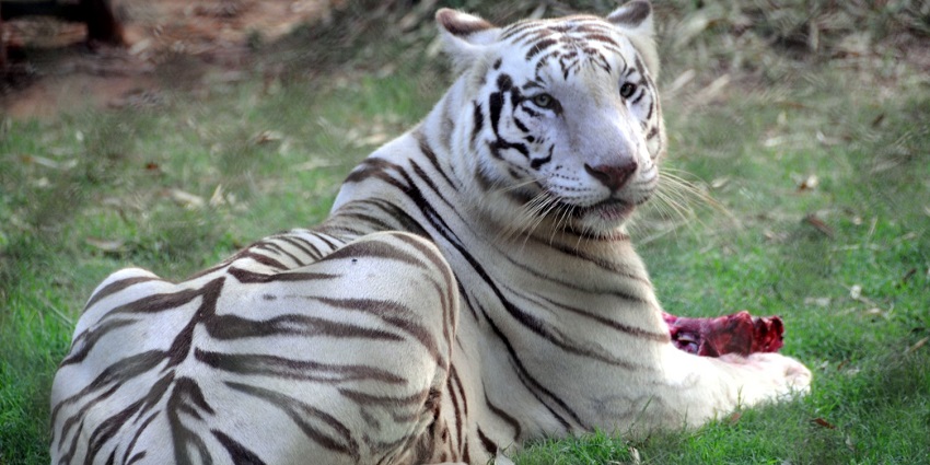 A majestic white tiger enjoying his meal at the Nandankanan Zoological Park, Bhubaneswar.