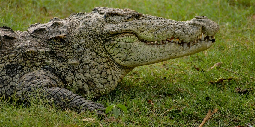 Nandankanan Zoological Park showcasing a crocodile, highlighting their natural habitat.