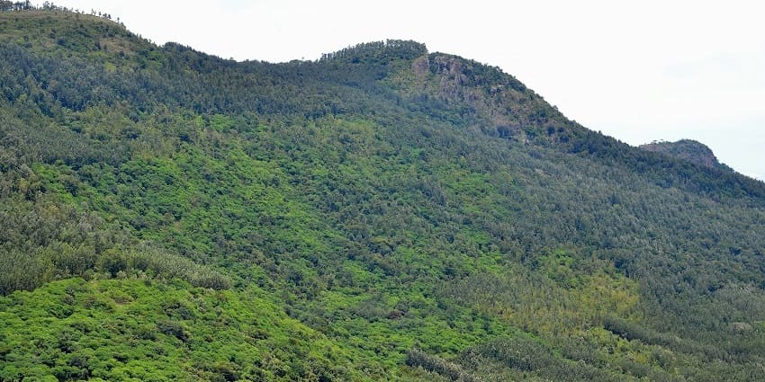 An astonishing view of the green-capped Nandi Hills covered with a blanket of mist.