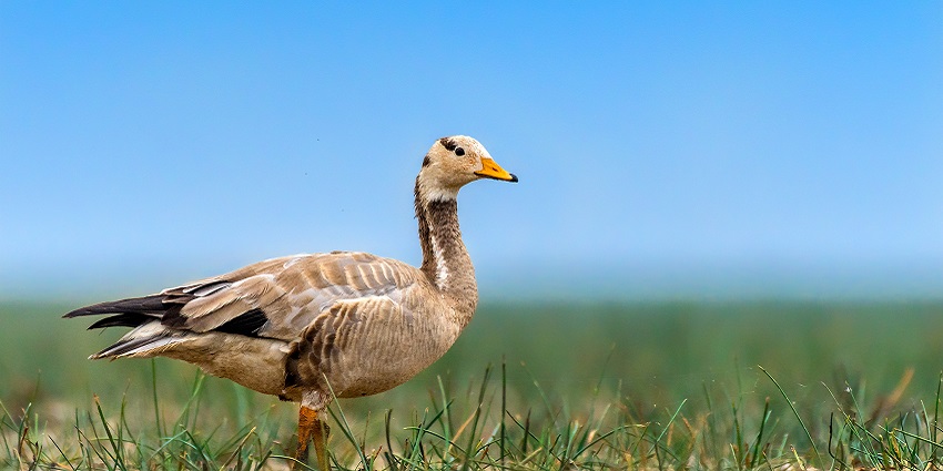Nangal Wildlife Sanctuary is one of the top wildlife sanctuaries in Punjab