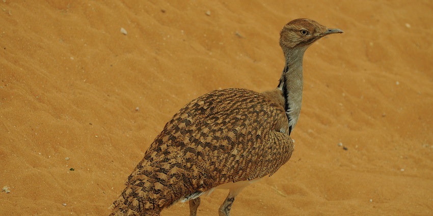 Beautiful snap of the Houbara Bustard, a rare bird species found at Narayan Sarovar Sanctuary.