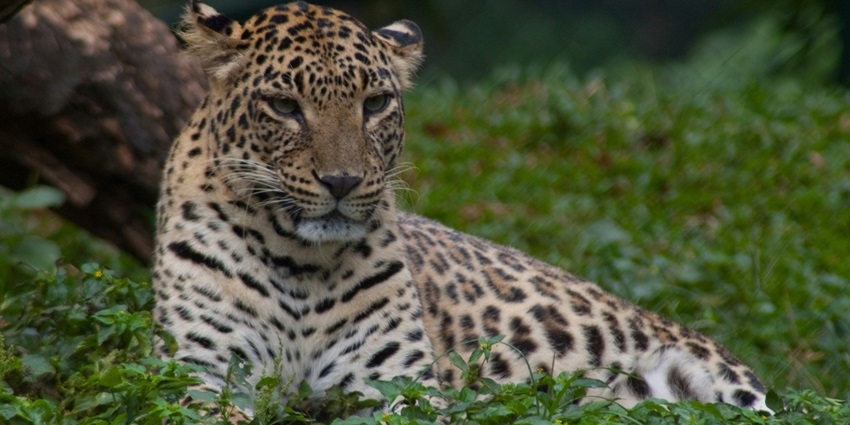 A leopard at Narnala Wildlife Sanctuary, one of the best places to visit in Akola.