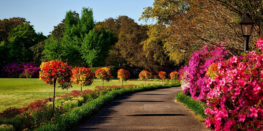 Snapshot of the colourful garden laden with different colourful trees and flowers
