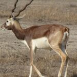 A blackbuck (Antilope cervicapra) grazing the grassy field at Narsinghgarh Wildlife Sanctuary.