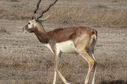 A blackbuck (Antilope cervicapra) grazing the grassy field at Narsinghgarh Wildlife Sanctuary.