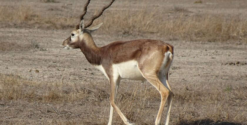 A blackbuck (Antilope cervicapra) grazing the grassy field at Narsinghgarh Wildlife Sanctuary.