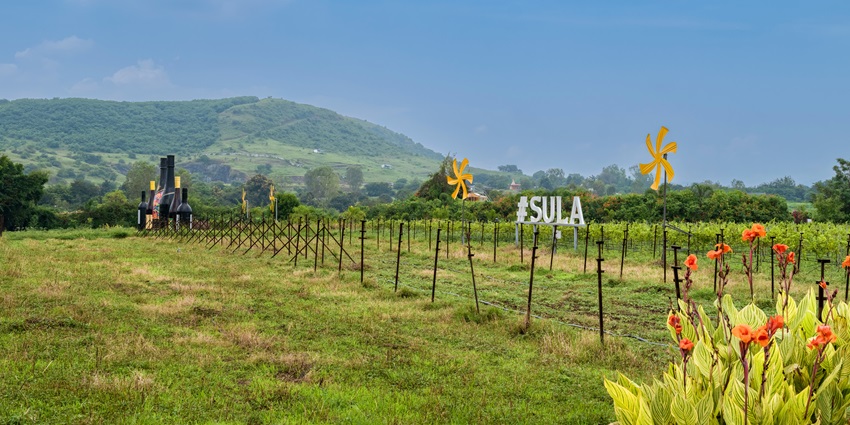 Nashik's vineyards are one of the best places to visit near Shirdi within 200 km.