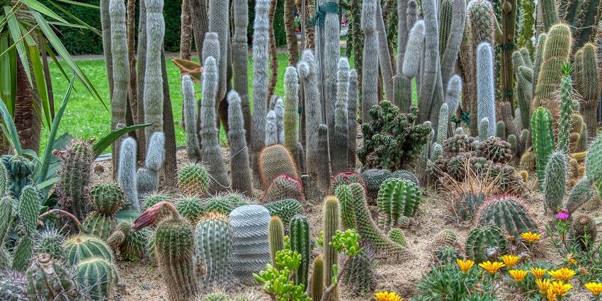 A picture of a cactus garden with multiple species of the plant spread all across