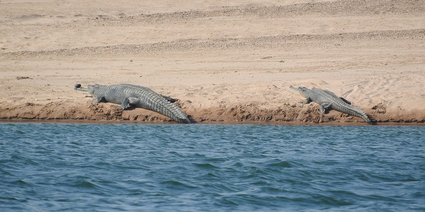 A male and female gharial resting on the Chambal River at Chambal National Park.