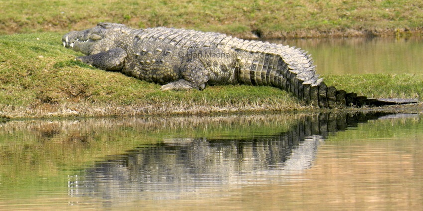Explore National Chambal Sanctuary (Palighat Crocodile Spot), among the places to visit in Sawai Madhopur.