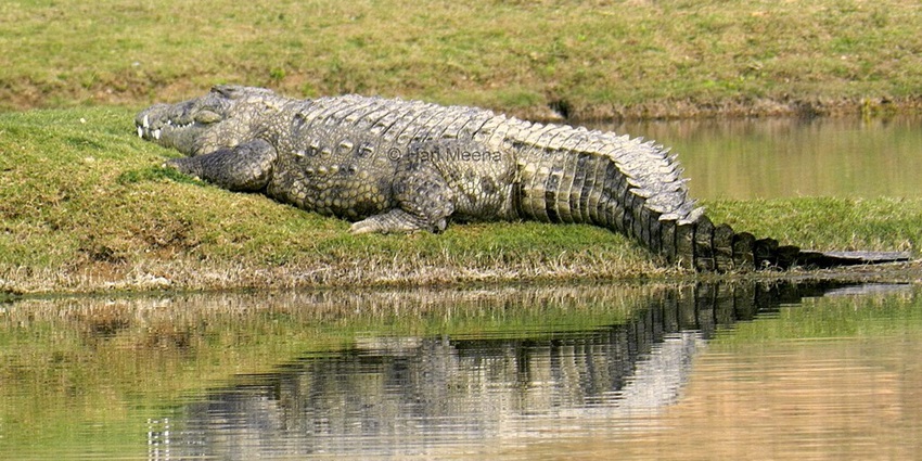 National Chambal Sanctuary is a must-visit site near Ranthambore Fort for wildlife lovers.