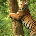 Tiger leaping onto and hugging a tree trunk, a beautiful view from Kanha Tiger Reserve.