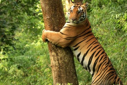 Tiger leaping onto and hugging a tree trunk, a beautiful view from Kanha Tiger Reserve.