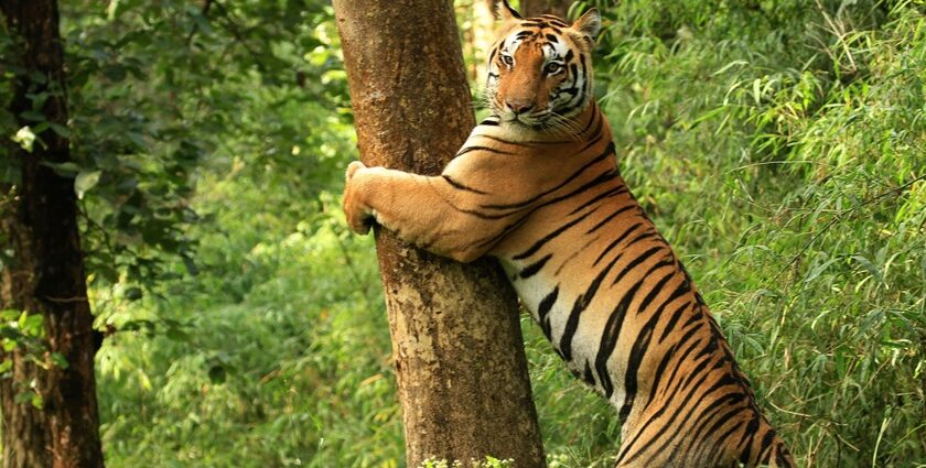 Tiger leaping onto and hugging a tree trunk, a beautiful view from Kanha Tiger Reserve.