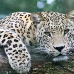 A glimpse of a fierce leopard resting on a branch of a tree amidst lush greenery.