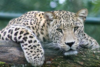 A glimpse of a fierce leopard resting on a branch of a tree amidst lush greenery.