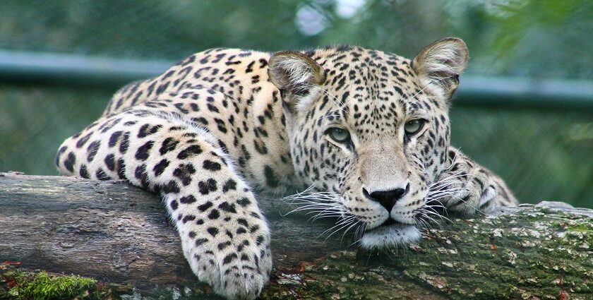 A glimpse of a fierce leopard resting on a branch of a tree amidst lush greenery.