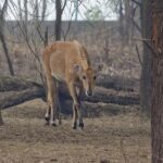 A Nilgai in Sultanpur National Park, one of the top national parks in Haryana