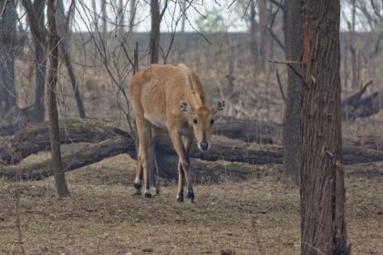 A Nilgai in Sultanpur National Park, one of the top national parks in Haryana