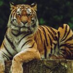 A glimpse of a fierce tiger sitting on a half cut tree surrounded by lush greenery.