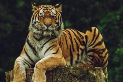 A glimpse of a fierce tiger sitting on a half cut tree surrounded by lush greenery.