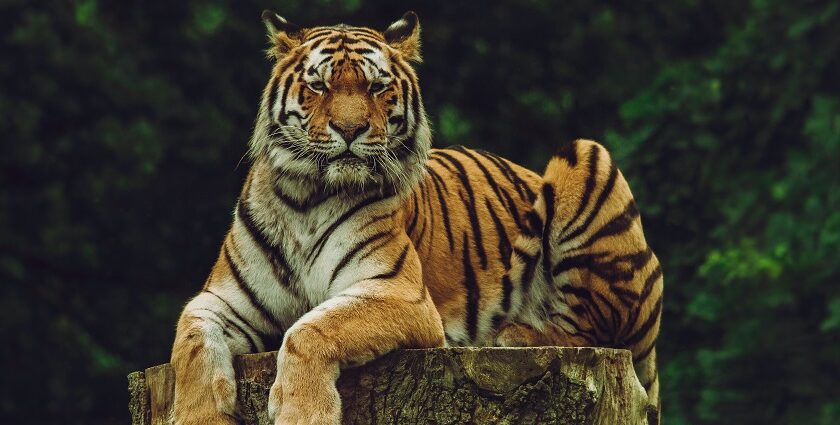 A glimpse of a fierce tiger sitting on a half cut tree surrounded by lush greenery.