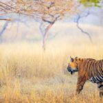 Tiger grazing the grasses, one of the national parks in Rajasthan