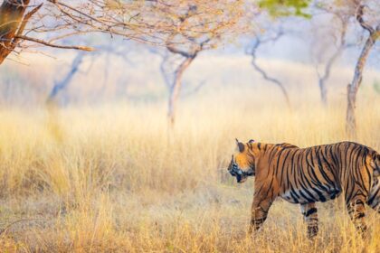 Tiger grazing the grasses, one of the national parks in Rajasthan