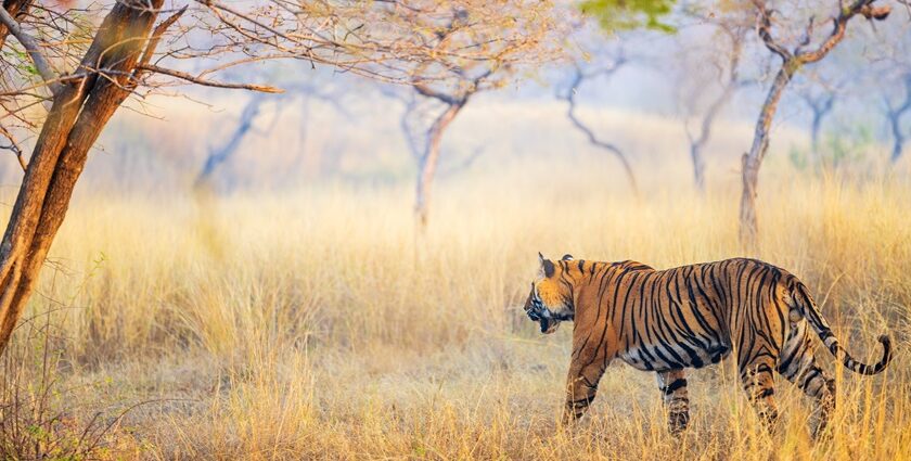 Tiger grazing the grasses, one of the national parks in Rajasthan