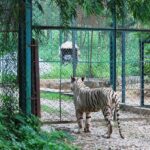 Tigers can be seen at the national parks near Bangalore.