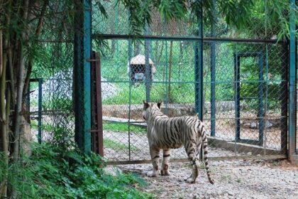 Tigers can be seen at the national parks near Bangalore.