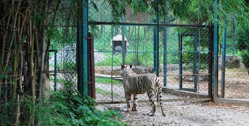 Tigers can be seen at the national parks near Bangalore.