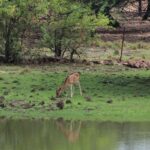 Chital deer grazing the grass in Van Vihar National Park, Bhopal, one of the national parks near Bhopal.