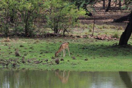 Chital deer grazing the grass in Van Vihar National Park, Bhopal, one of the national parks near Bhopal.