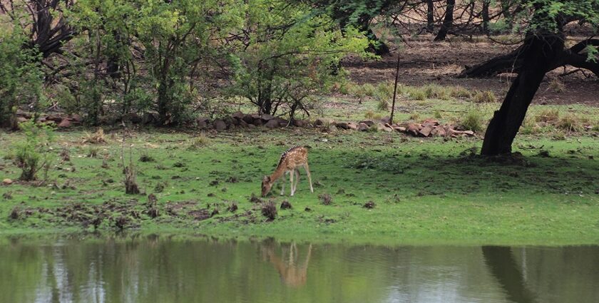 Chital deer grazing the grass in Van Vihar National Park, Bhopal, one of the national parks near Bhopal.