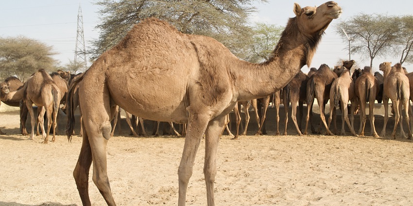 A herd of camel resting at the Camel Research Farm with trees and sky in the background.