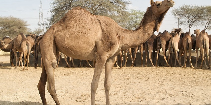An image of the camels in the camel research centre, dedicated to camel preservation.