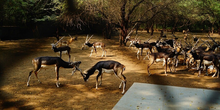 A breathtaking view of a herd of deer eating grass in the National Zoological Park.