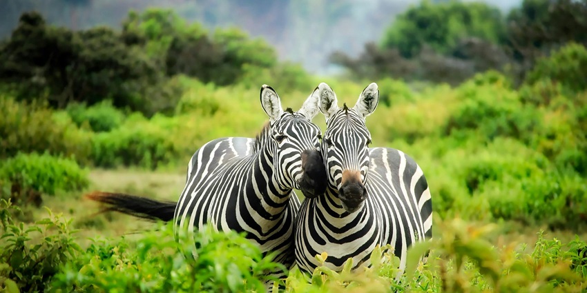 National Zoological Park is a paradise for wildlife enthusiasts and nature lovers.