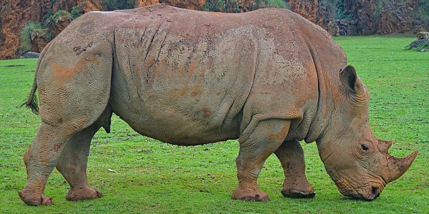 A zoo near the Old Fort Delhi with an African Rhinoceros eating grass in its territory