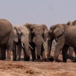 A landscape showing elephants at a similar site like a national park near jaipur.