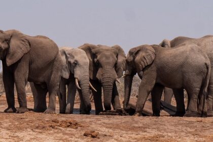 A landscape showing elephants at a similar site like a national park near jaipur.