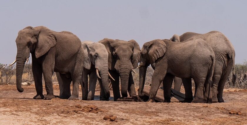 A landscape showing elephants at a similar site like a national park near jaipur.