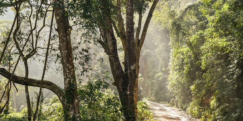 A group of trekkers walking through dense forest trails in the wildlife sanctuary.