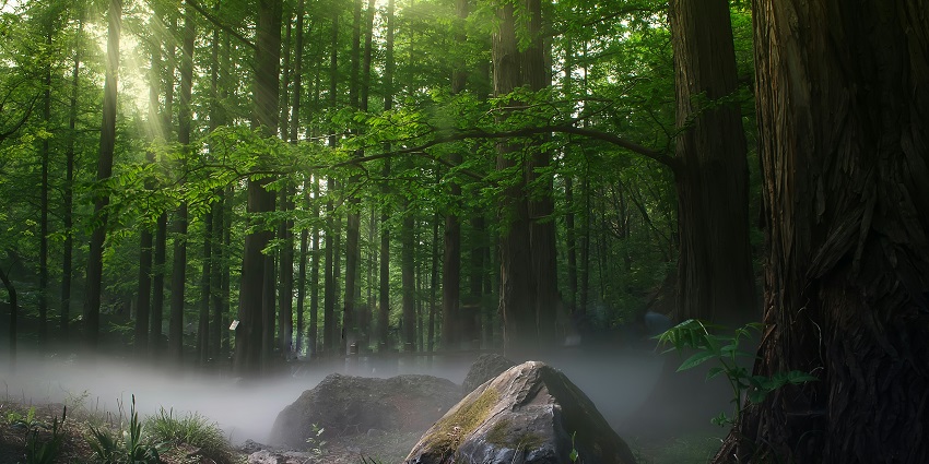 A breathtaking view of lush green grounds and dense forests covered with misty blanket.