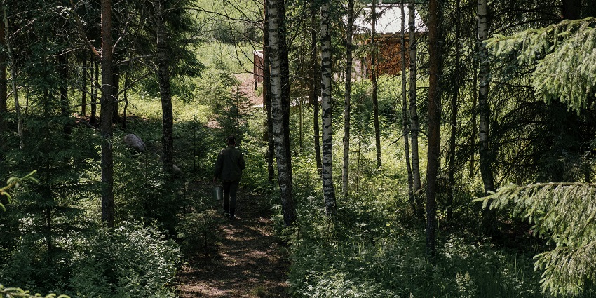 A picture of a forest with tall trees and a walking passage for cosy nature walks
