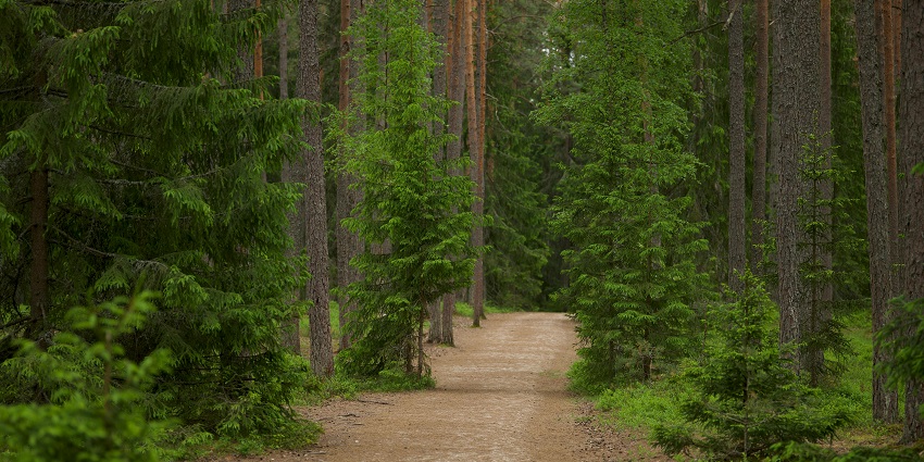 Taking nature walks is one of the most interesting things to do in Palamu National Park.