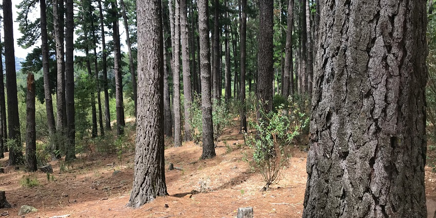 A dense forest area in a nature park, providing a nature trail for adventure seekers.
