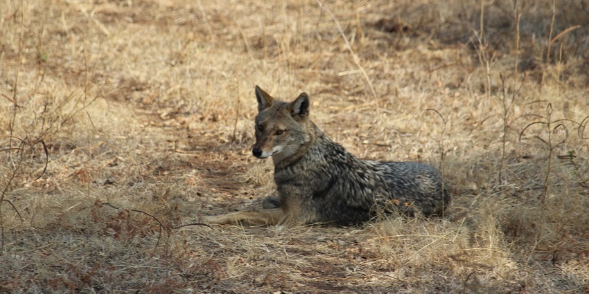 View of wildlife in natural surroundings.