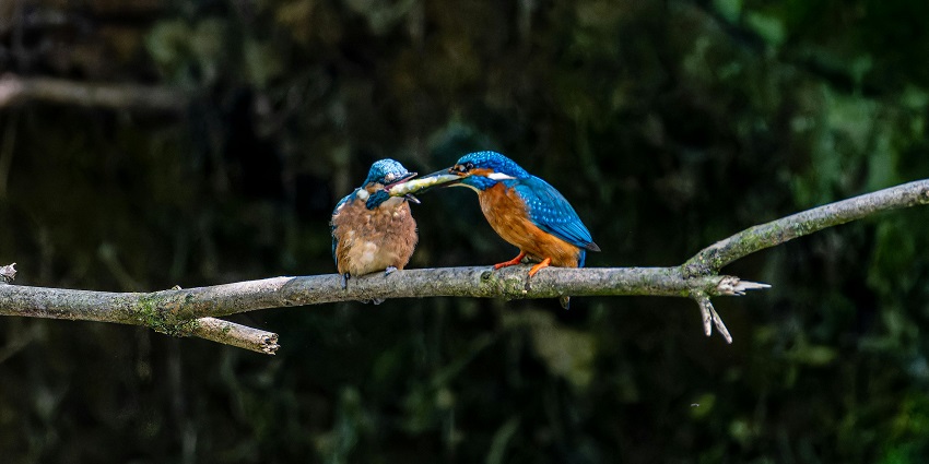 Enjoy the view of migratory birds like parakeets and eagles around the fort